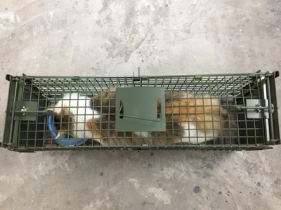 滄州景隆動物捕捉籠廠家